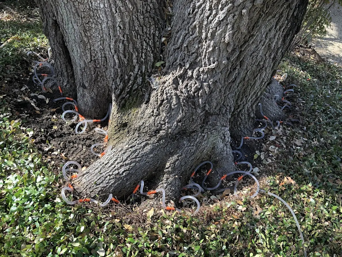Detailed Tree Cabling and Bracing job site in Lizella