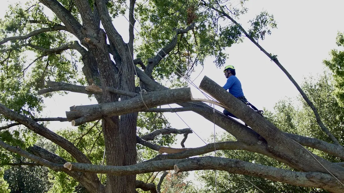 Professional Crown Thinning performed by certified arborists in Lizella